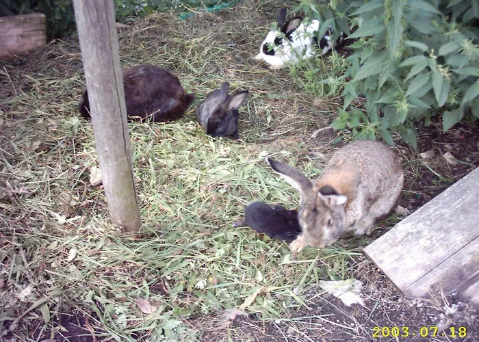 Gasthof Koglerhof 3* Ternberg