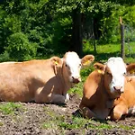 Gasthof Koglerhof Ternberg