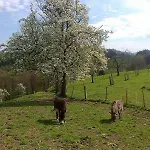 Мини-отель Gasthof Koglerhof Ternberg